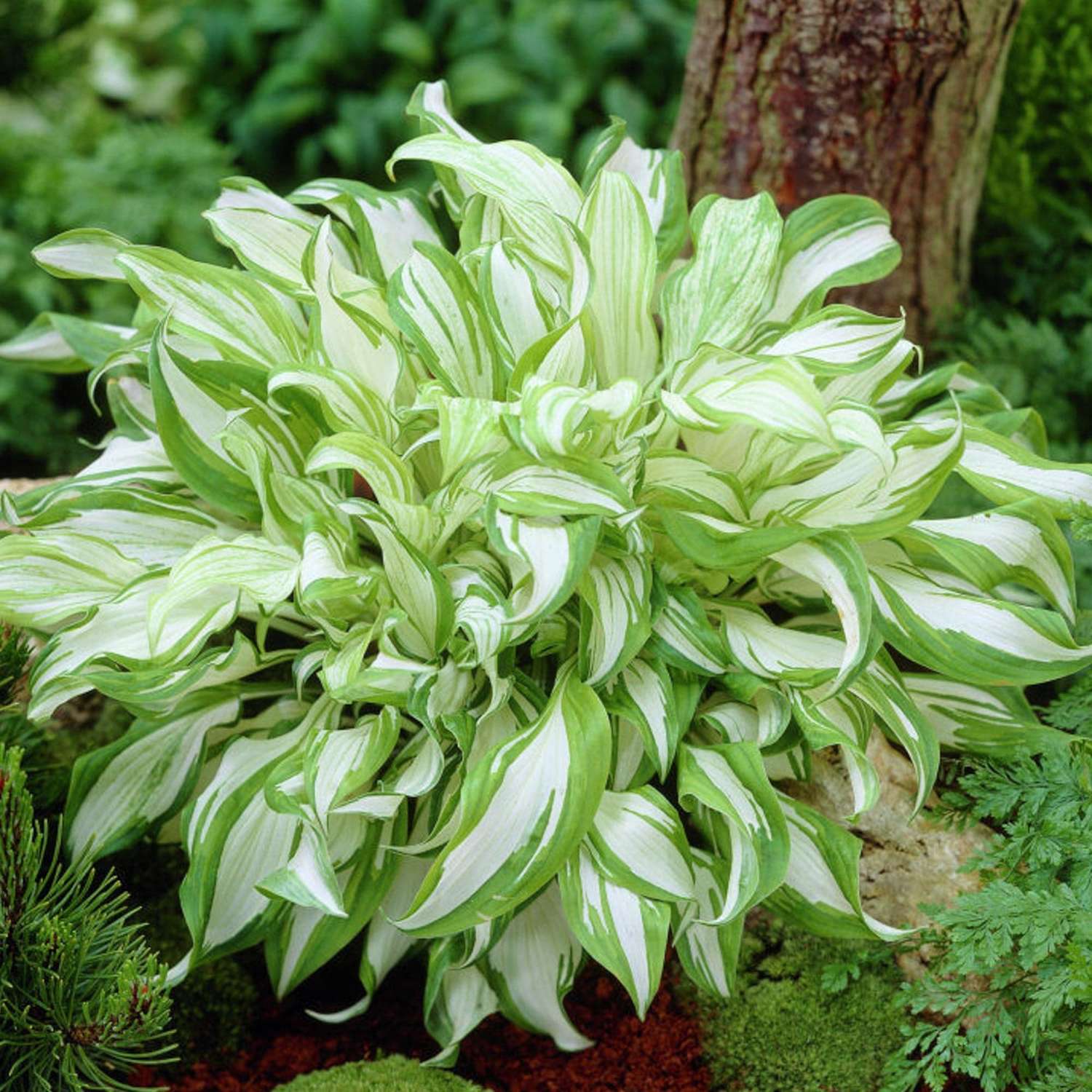 Hosta Undulata ‘Mediovariegata’